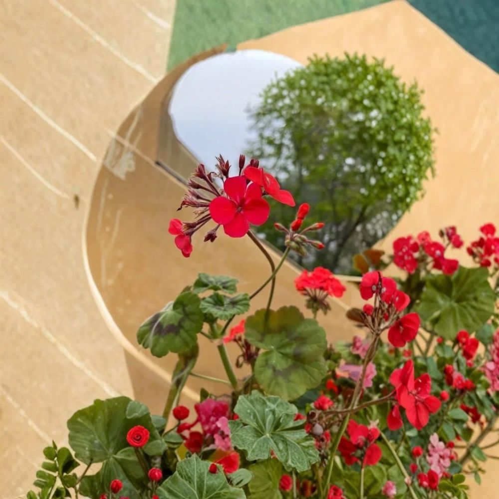 Live Deep Red Geranium Plant – 15 Inch | Red Flowering Geranium | Garden Border & Container Plant | Hanging Basket