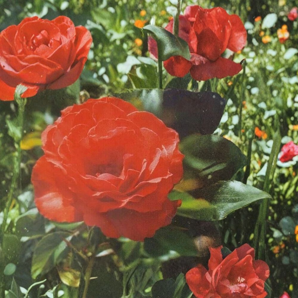 Impatient Floribunda Rose – Live Bush Plant | 2 Gallon Size | Includes Rooted Rose Ready for Planting | Landscape & Garden Friendly | Easy to Grow