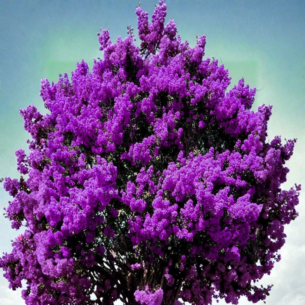 2 Live Dark Purple Crepe Myrtle Plants – Lagerstroemia indica | Approximately 6 Inches Tall | Ships Bare Root | Fast-Growing Flowering Tree or Shrub