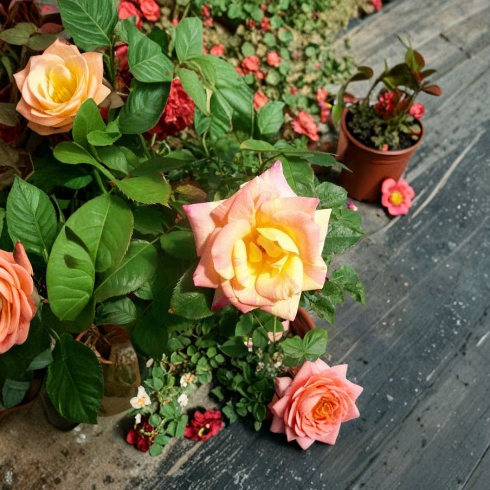 Jacob's Robe Climbing Rose – Live Rose Plant | 2 Gallon Size | Yellow, Pink & Red Double Blooms | Color-Changing Climbing Rose | Trellis & Arbor Friendly