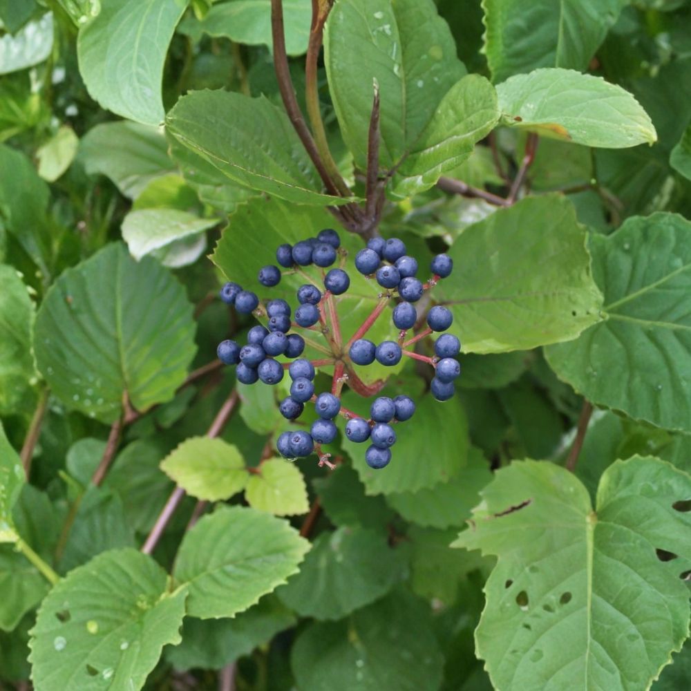 Chicago Lustre Viburnum Live Plants | Set of 5 | 4–6 Inches Tall | 3 Inch Pots | Evergreen Landscape Shrubs