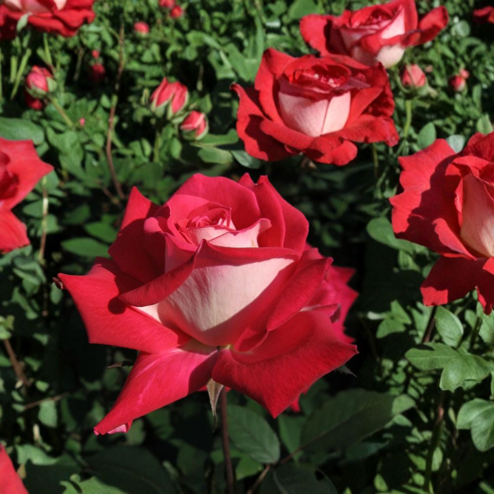 Love Grandiflora Rose – Rosa hybrida Live Plant | 3 Gallon Size | Ruby Red & White Fragrant Rose Bush | Includes Root Ball | Garden & Landscape Friendly | Easy to Grow