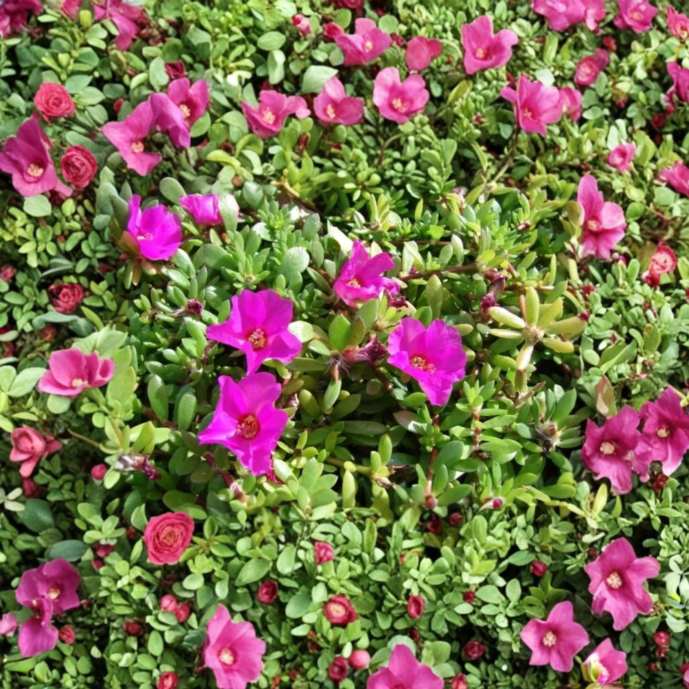 Set of 3 Puerto Rican Hot Pink Portulaca Live Plants – Portulaca grandiflora | 4–6 Inches Tall | Ships Bare Root (No Pot) | Flowering Ground Cover | Drought Tolerant