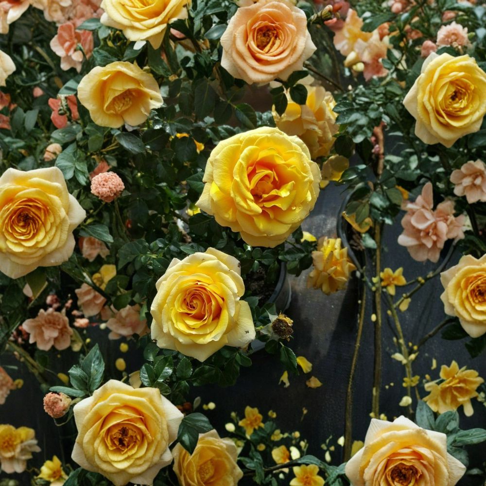 St. Tropez Floribunda Rose – Live Bush Plant | 1 Gallon Size | Includes Rooted Rose Ready for Planting | Landscape & Garden Friendly | Easy to Grow