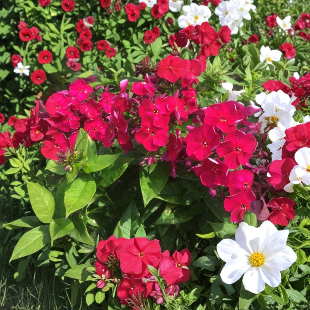 Phlox 'Bambini Cherry Crush' Live Plant Plug – Phlox paniculata | 1–3 Inches Tall | Rooted Plug Plant | Compact Flowering Perennial | Pollinator Friendly