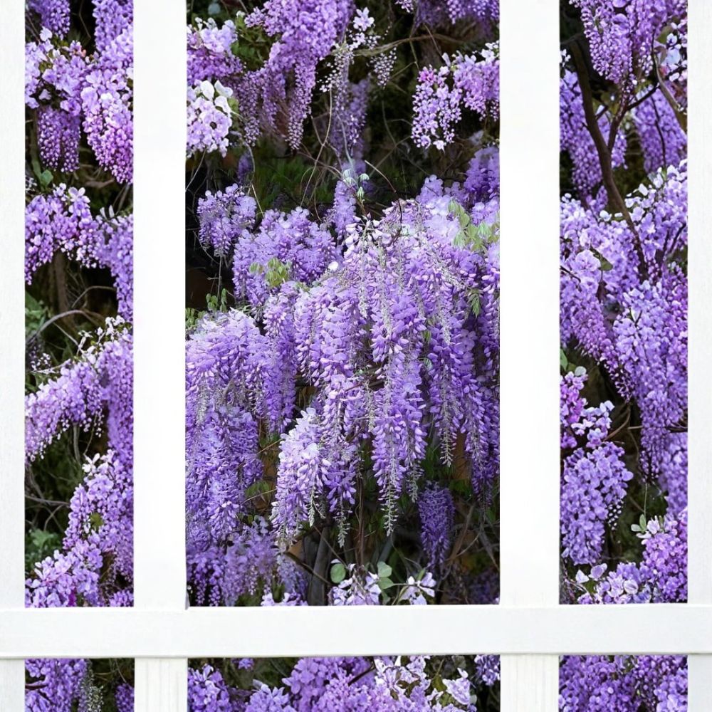 2 Live Wisteria Plants – Rooted Cuttings | 6–10 Inches Tall | Ships Bare Root | Hardy Flowering Vine | No Pot