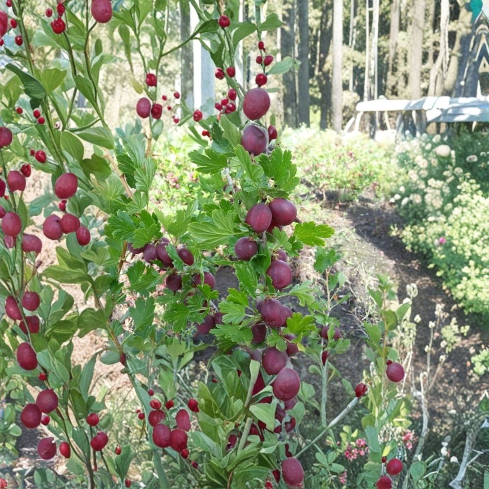 Hinnomaki Red Gooseberry Live Plant | Rooted Starter Shrub | Edible Berry Plant | Self-Pollinating | Zones 3–7
