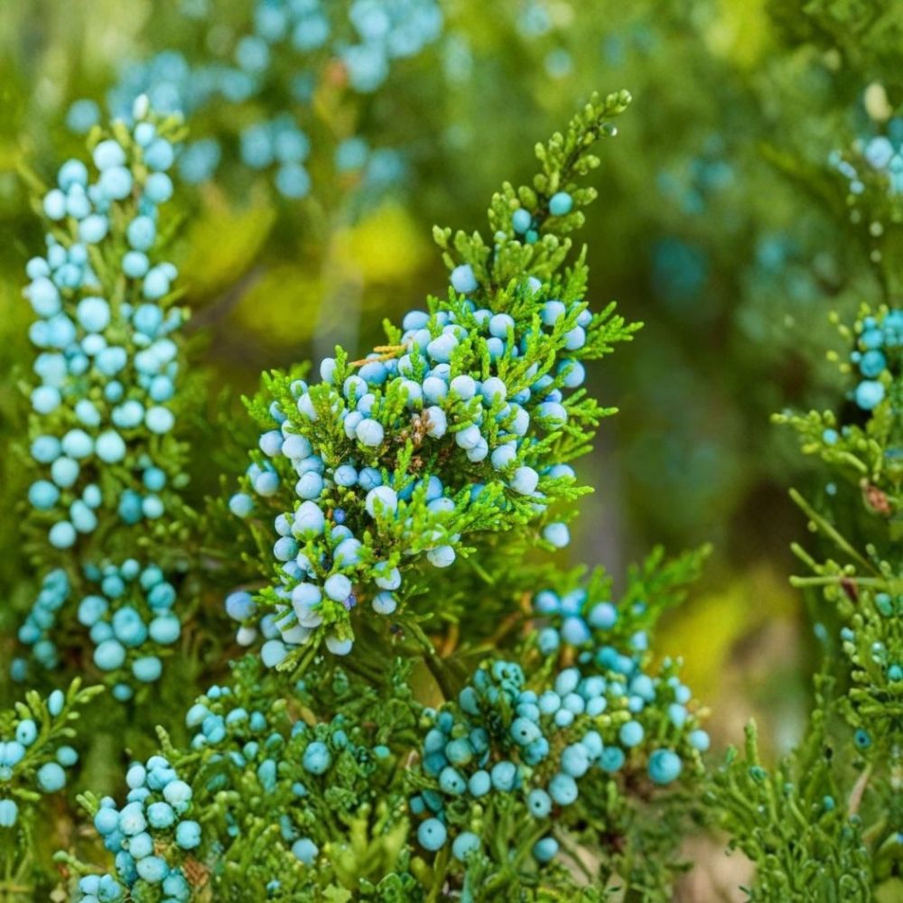 4 Live Eastern Red Cedar Trees – Juniperus virginiana | 10–12 Inch Rooted Seedlings | Evergreen Native Tree | Fast-Growing Starter Plants