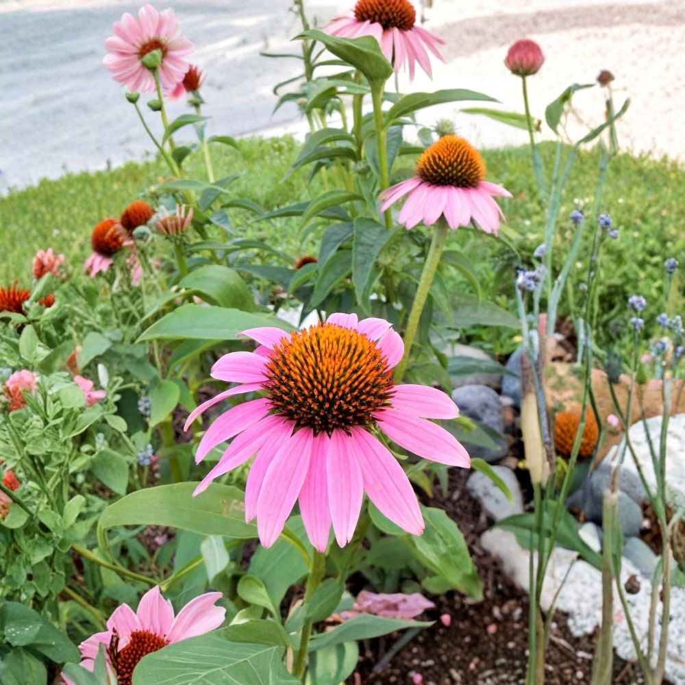 Set of 5 Purple Coneflower Live Plants – Echinacea purpurea | Ships Bare Root | Hardy Perennial | Pollinator Friendly | Easy to Grow