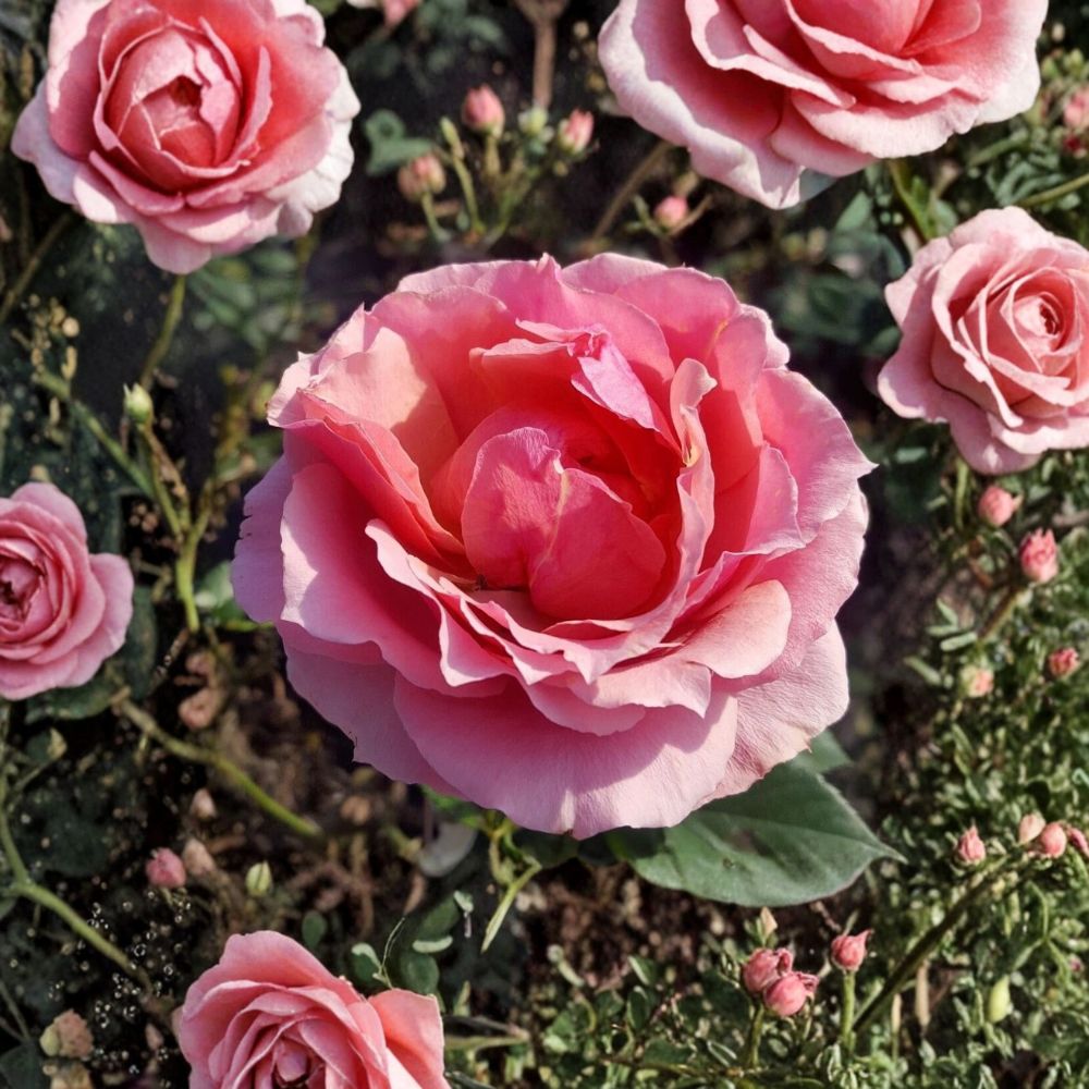 Princesse de Monaco Grandiflora Rose – Live Pink Rose Bush | 3 Gallon Plant | Elegant Bi-Color Blooms | Hardy Garden Rose | Ready to Plant