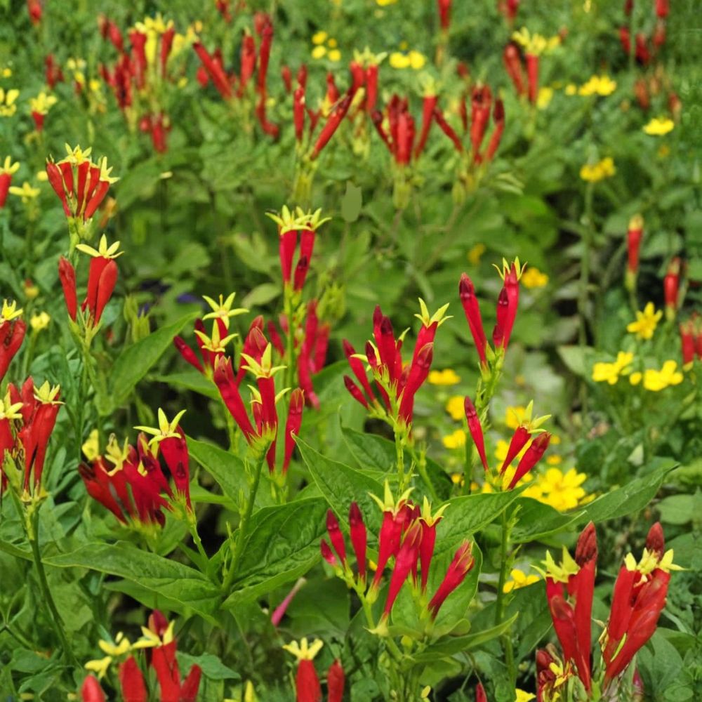 Indian Pink – Spigelia marilandica Bare Root Live Plant | Hardy Perennial Wildflower | Hummingbird & Pollinator Friendly | Shade Garden Favorite
