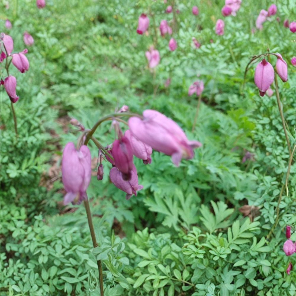 5 Live Pacific Bleeding Heart Plants – Dicentra formosa | Pink Bare Root Rhizomes | Woodland Perennial | Pollinator Friendly