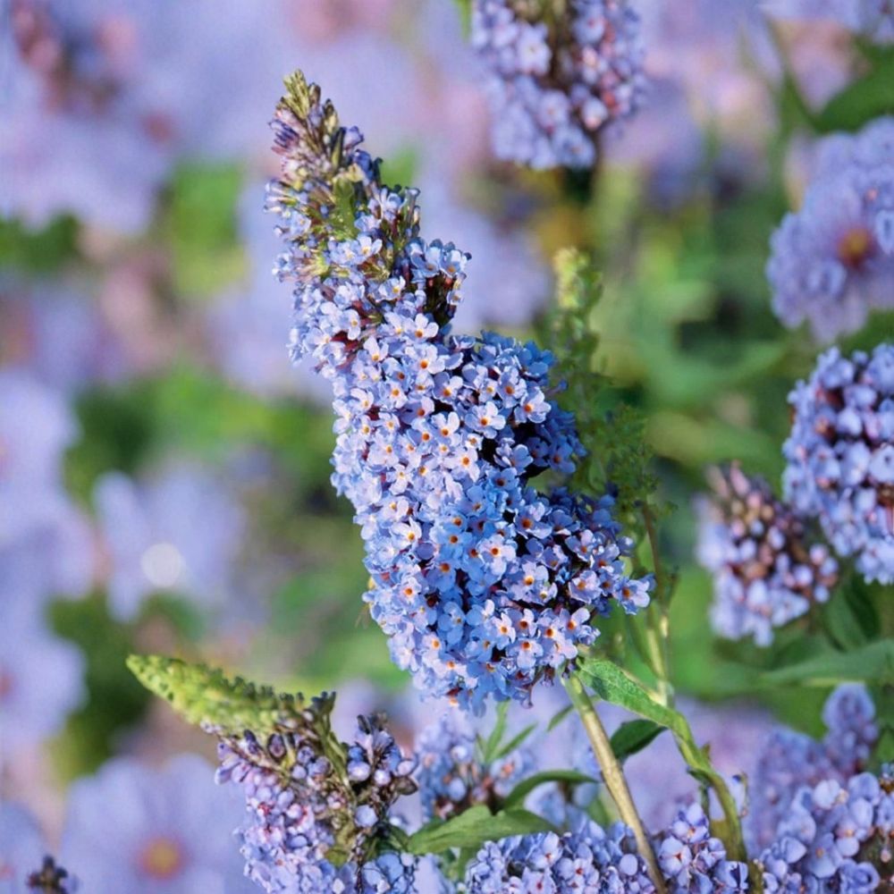 Light Blue Butterfly Bush Live Plant – 4–9 Inch Starter | Buddleia | Blue Flowering Shrub | Pollinator Garden Plant | Ships Without Pot