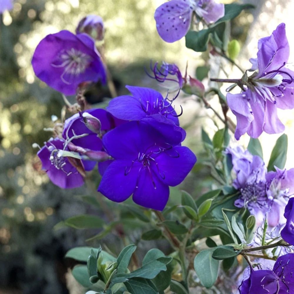 Athens Blue Princess Glory Bush Live Plant – Tibouchina urvilleana | 2–8 Inch Starter | Purple Flowering Tropical Shrub | Potted Plant