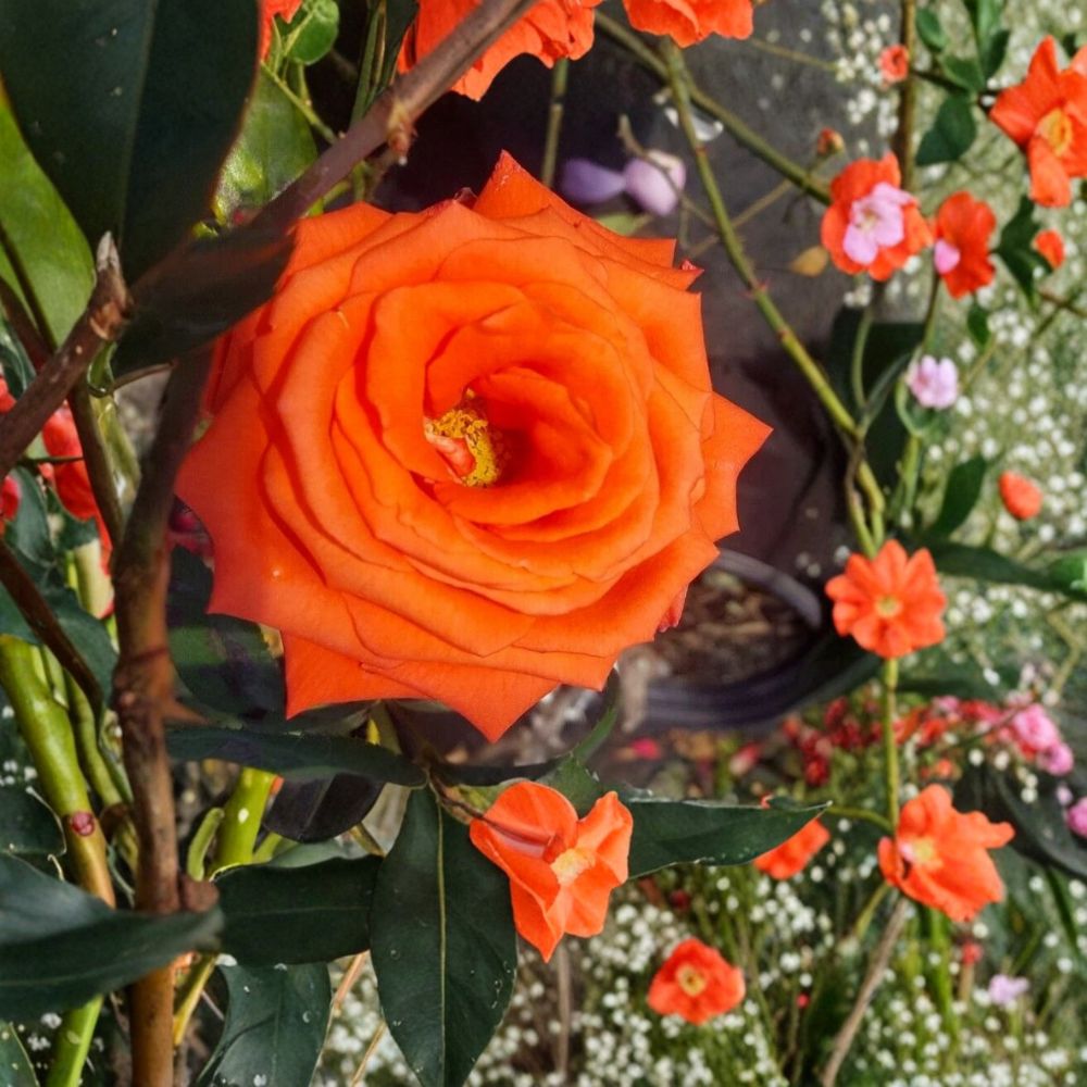 Marina Floribunda Rose – Rosa hybrida Live Plant | 5 Gallon Size | Salmon Orange Everblooming Rose Bush | Includes Root Ball | Garden & Landscape Friendly | Easy to Grow