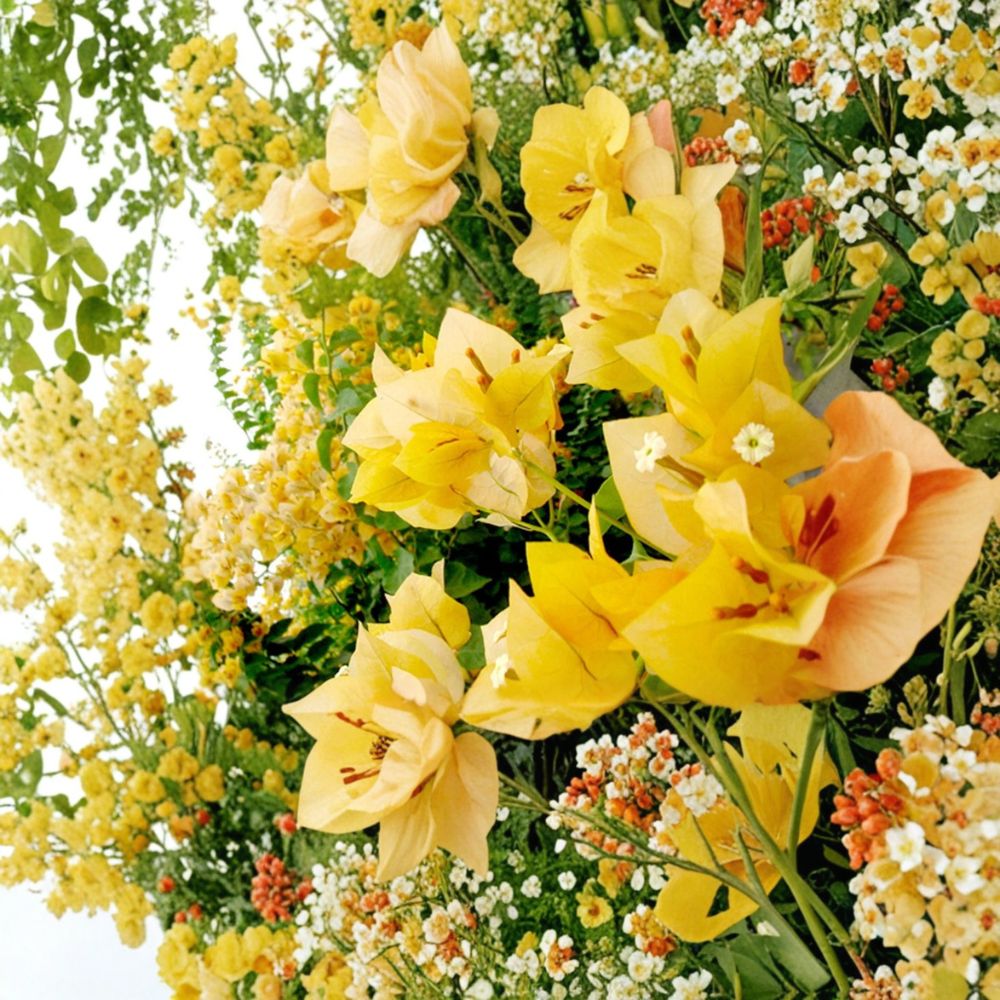 Gold Bougainvillea Live Starter Plant – Well Rooted | Includes 3 Inch Nursery Pot | Tropical Flowering Vine | Easy to Grow
