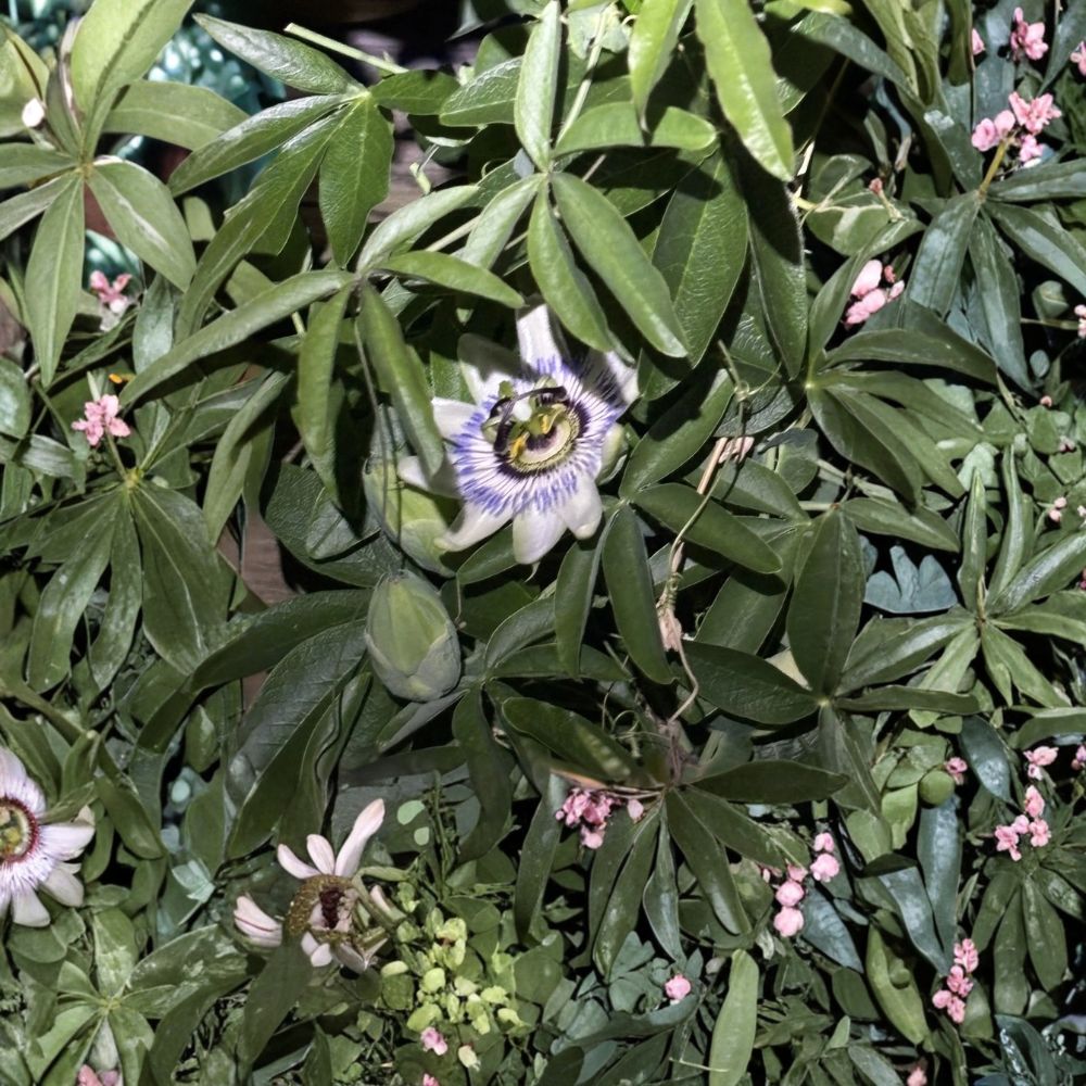 3 Possum Purple Passion Fruit Live Starter Plants | Passiflora edulis | Self-Fertile Fruit Vine | Fast-Growing Tropical Climber | Garden & Container Friendly