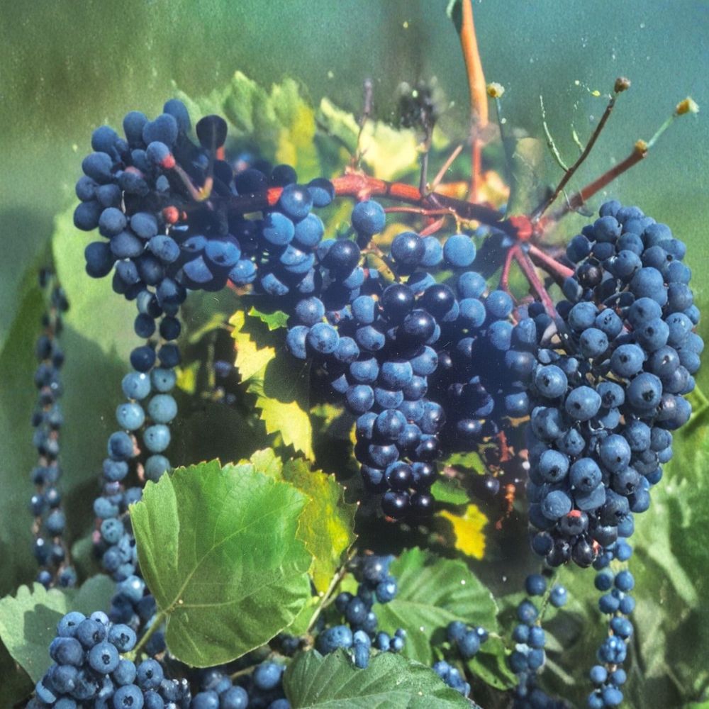 Concord Grape Vine – Vitis labrusca Live Plant | 1 Gallon Size | Sweet Juice & Jelly Grape | Hardy Fruit Vine | Easy to Grow