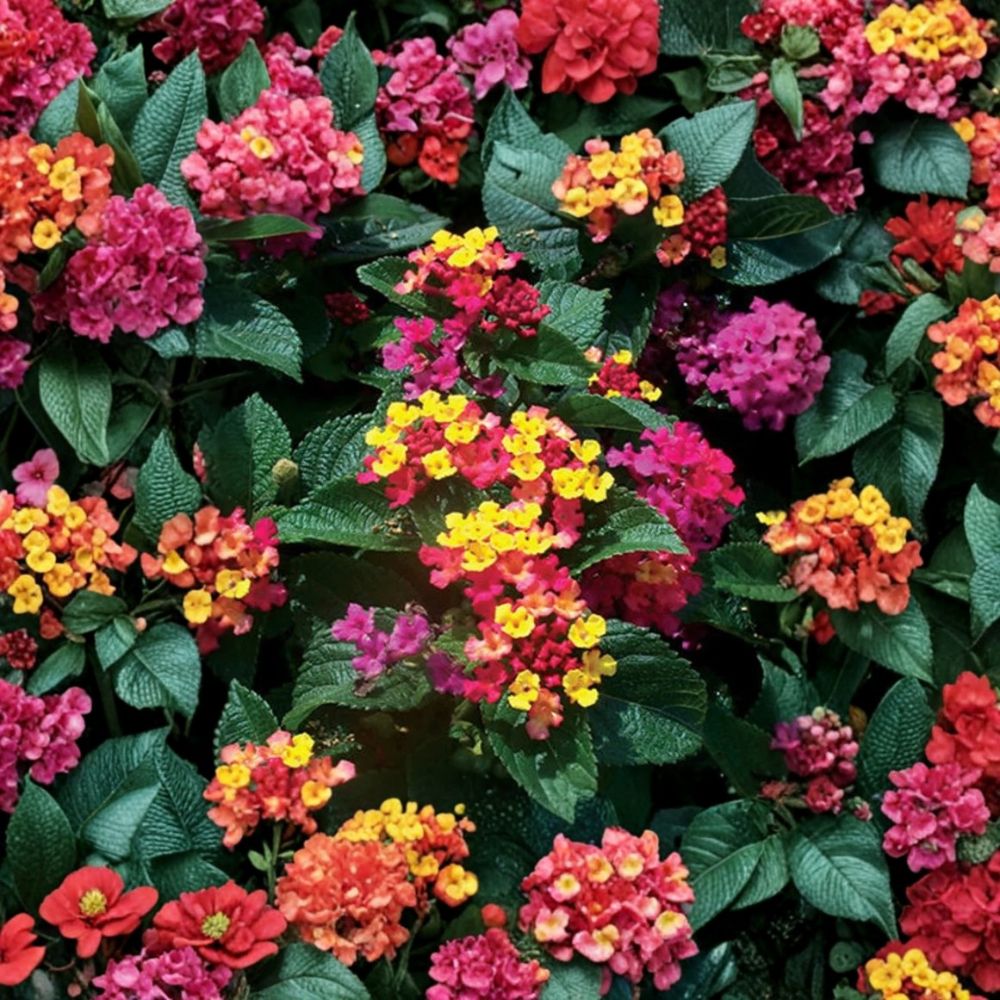 Anne Marie Lantana Live Plants | Set of 2 | 4–6 Inches Tall | Ships Without Pot | Bicolor Butterfly Flower | Garden Friendly