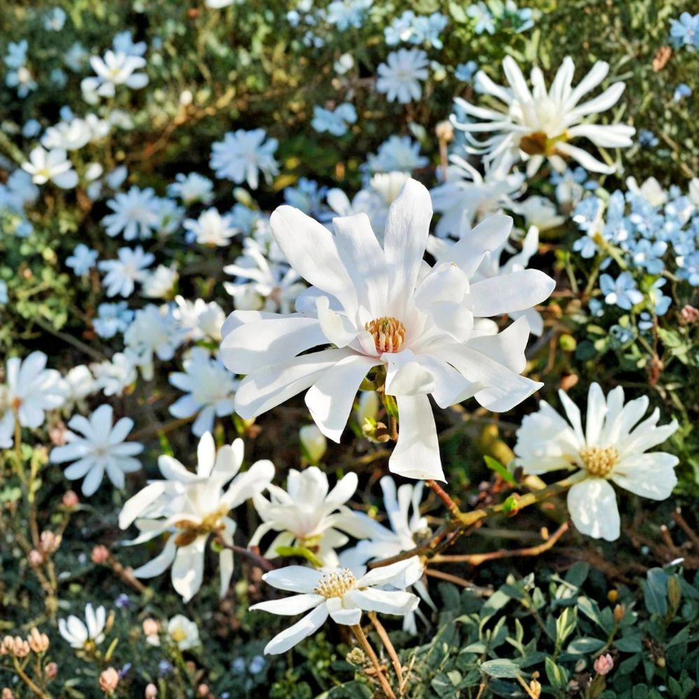Star Magnolia – Magnolia stellata Live Plant | 6–12 Inches Tall | Includes 4 Inch Nursery Pot | Spectacular White Blooms | Hardy Ornamental Tree
