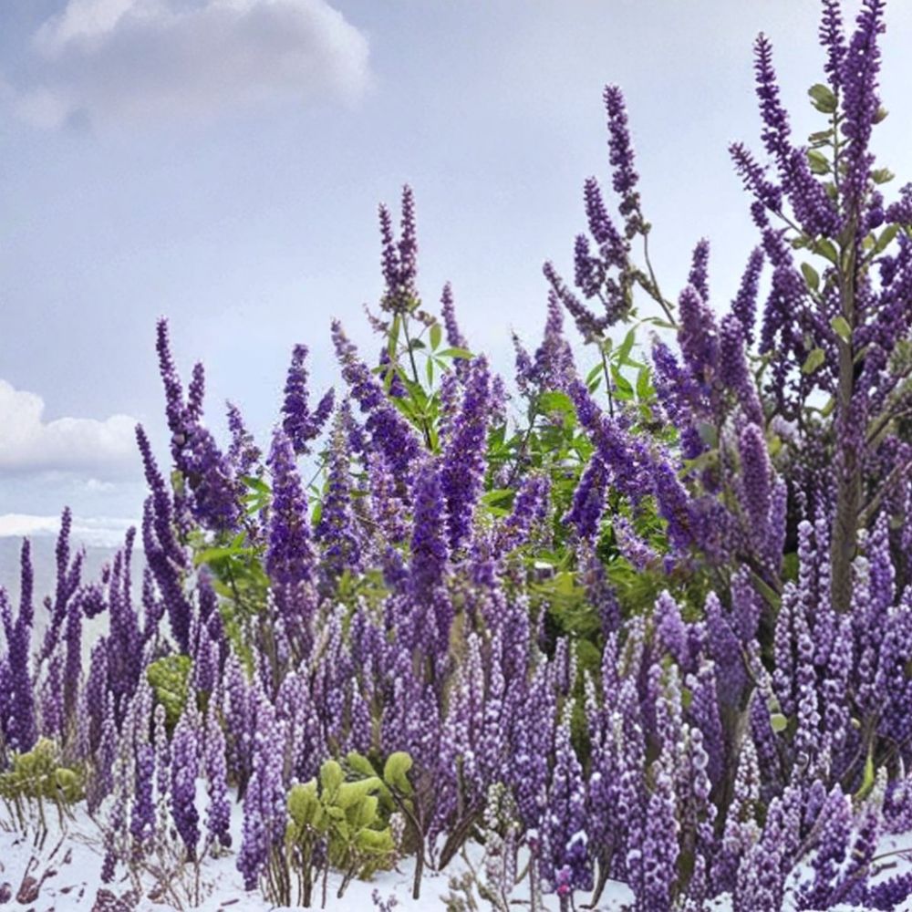 Shoal Creek Vitex Tree – Live Flowering Tree | 3 Gallon Size | Includes Rooted Tree Ready for Planting | Landscape & Pollinator Friendly | Easy to Grow
