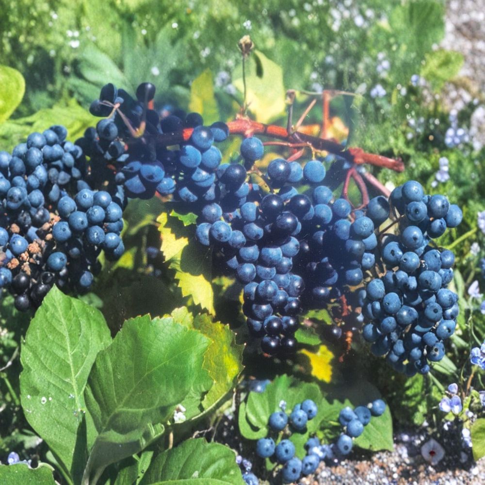 Concord Grape Vine – Vitis labrusca Live Plant | 1 Gallon Size | Sweet Fruit Producing Vine | Includes Root Ball | Vineyard & Garden Friendly | Easy to Grow