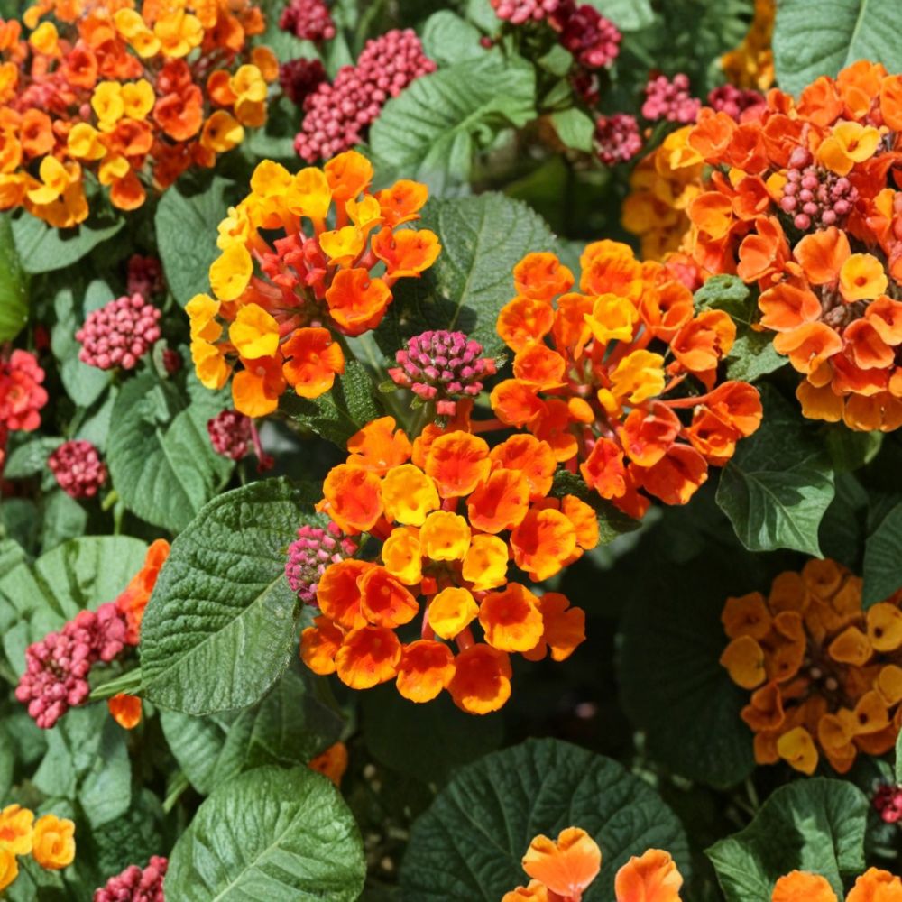 2 Live Lantana Tangerine Plants | 4–6 Inches Tall | No Pot | Flowering Tropical Shrub | Bright Orange Blooms | Garden & Container Friendly
