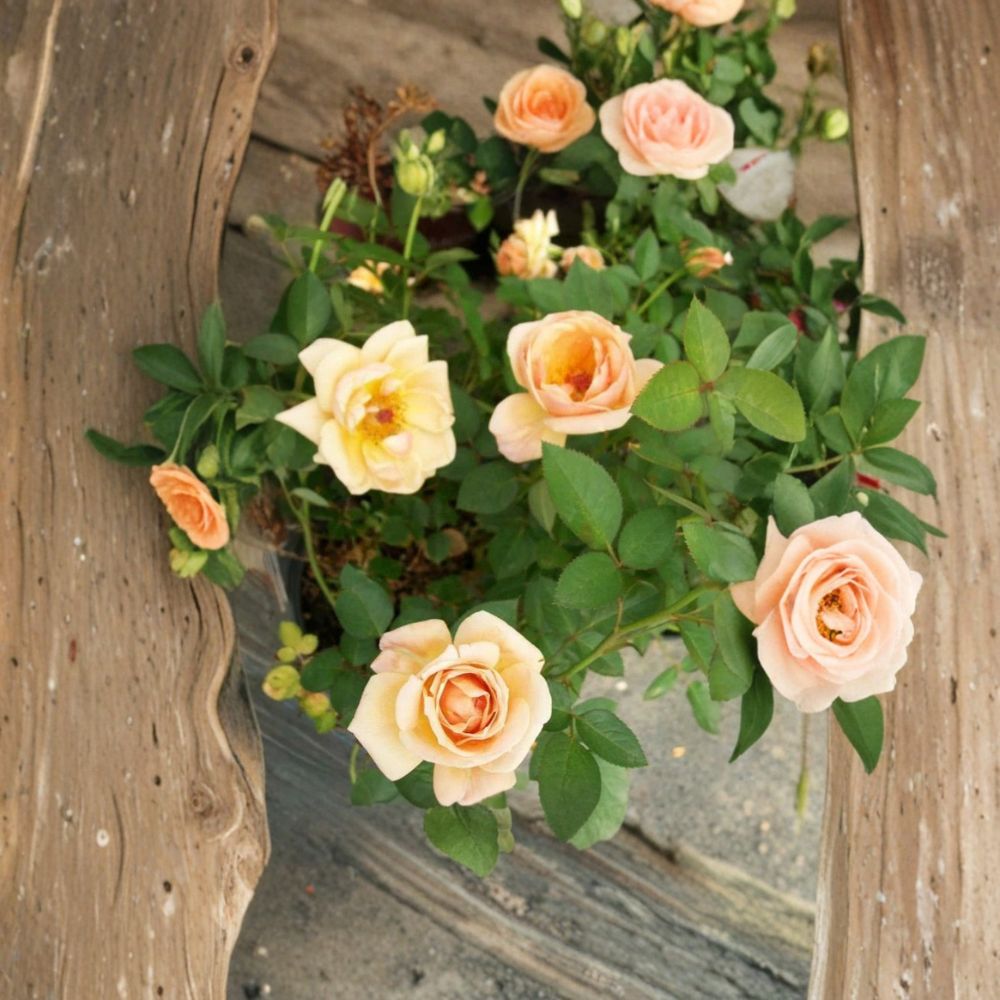 Southern Peach Rose – Rosa hybrida Live Plant | 3 Gallon Size | Apricot Yellow Mini Rose Bush | Includes Root Ball | Garden & Landscape Friendly | Easy to Grow