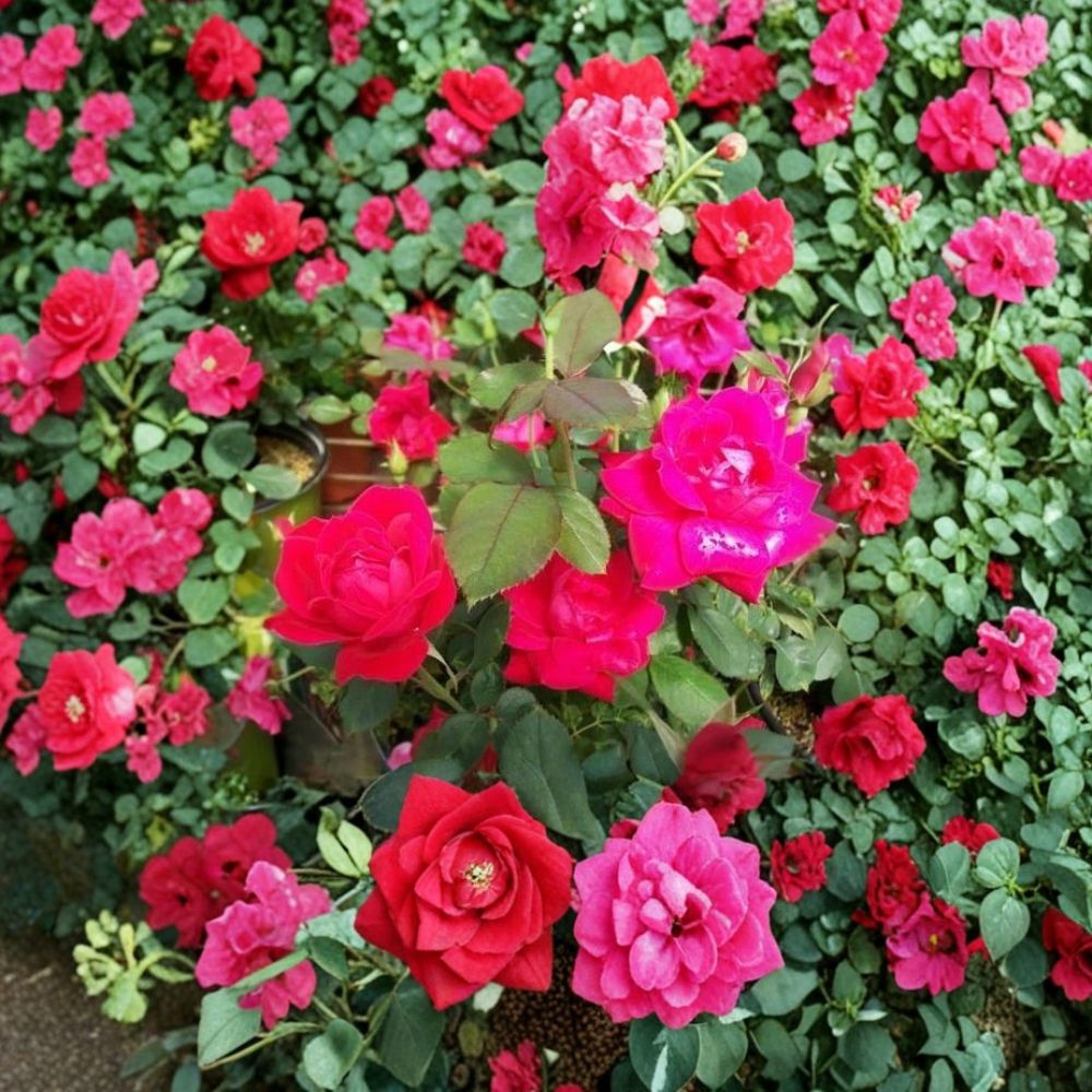 Double Knock Out® Red Rose – Live Bush Plant | 3 Gallon Size | Includes Rooted Rose Ready for Planting | Landscape & Garden Friendly | Easy to Grow
