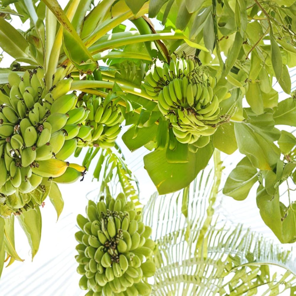 Double Mahoi Dwarf Banana Live Starter Plug – Musa 'Double Mahoi' | 3–6 Inches Tall | Ships Bare Root (No Pot) | Tropical Fruit Plant | Container Friendly