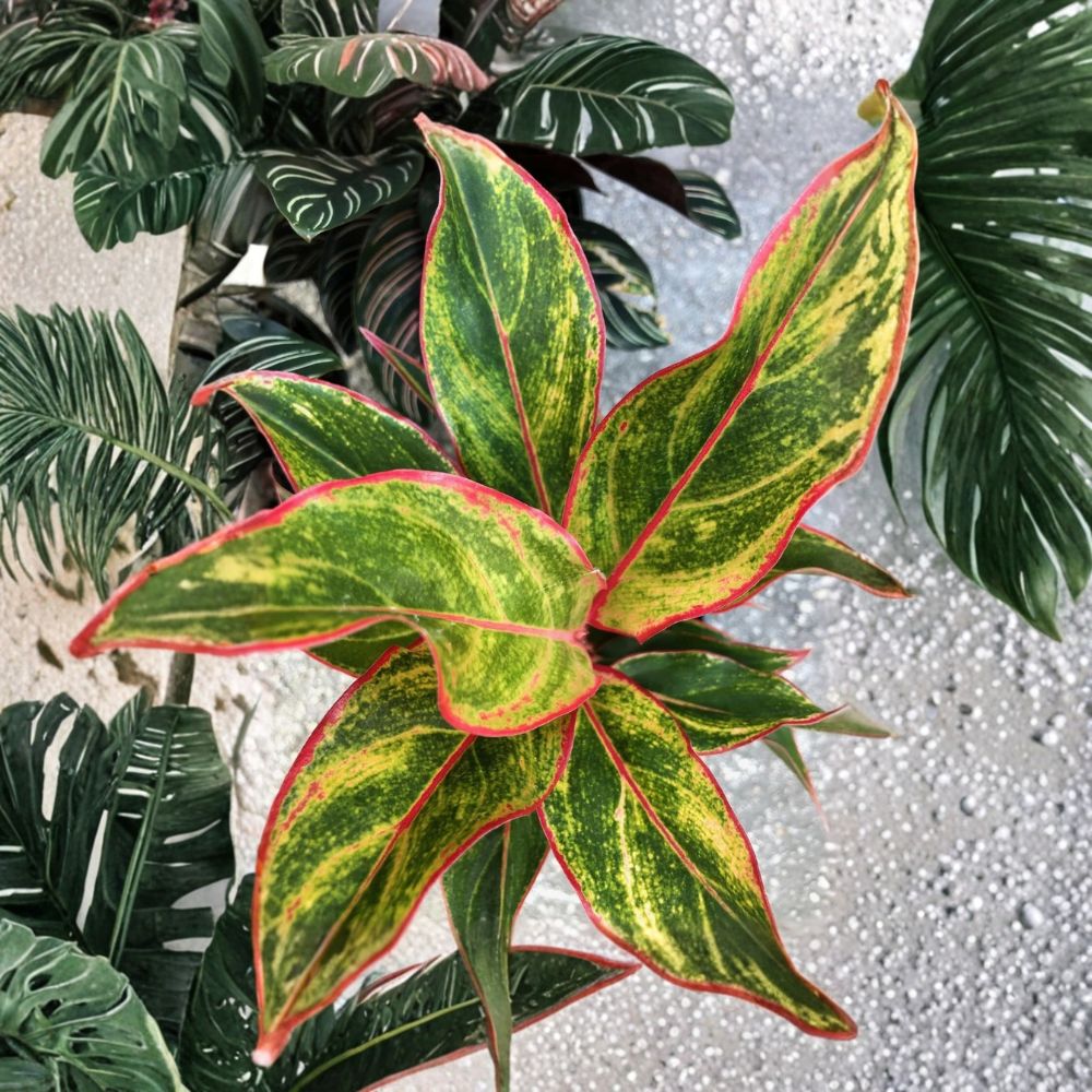 Aglaonema Siam Chinese Evergreen Live Plant | 7 Inches Tall | Bare Root | Colorful Houseplant | Easy-Care Indoor Plant | Tropical Foliage