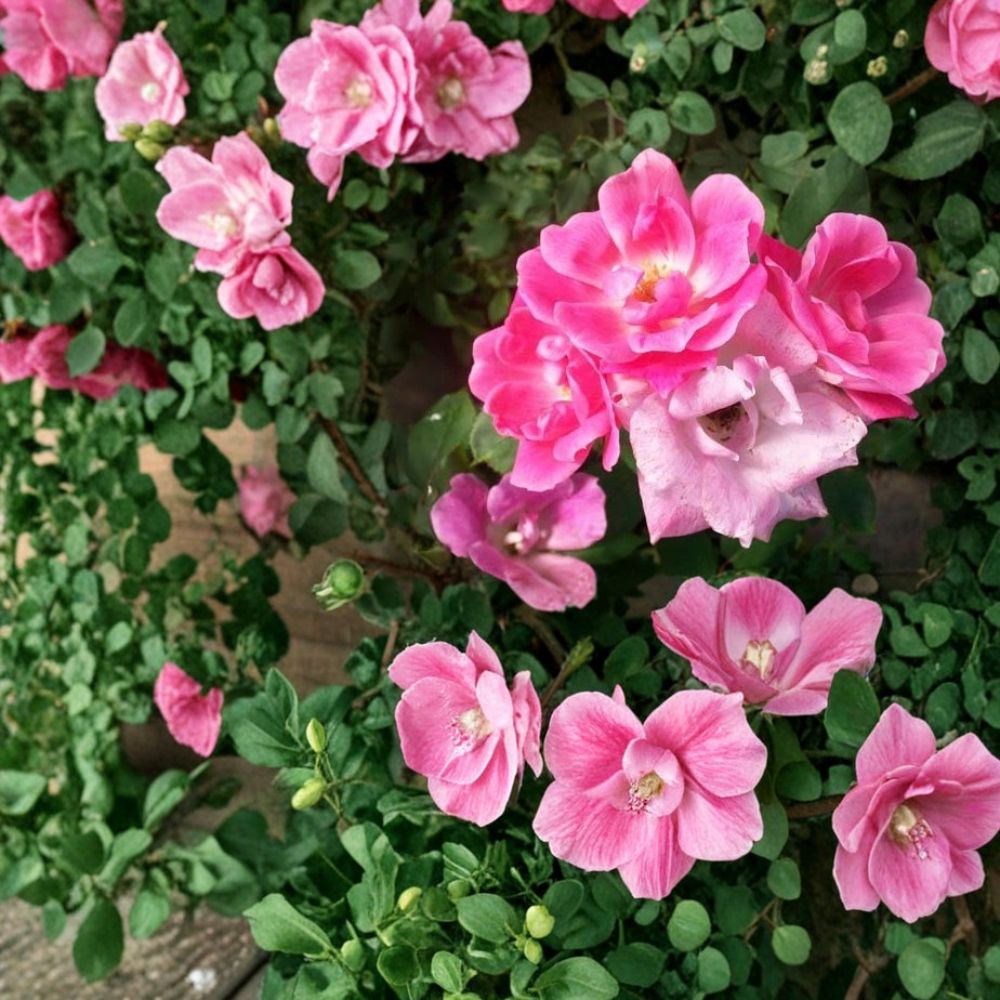 Pink Knock Out® Rose – Live Bush Plant | 1 Gallon Size | Includes Rooted Rose Ready for Planting | Landscape & Garden Friendly | Easy to Grow