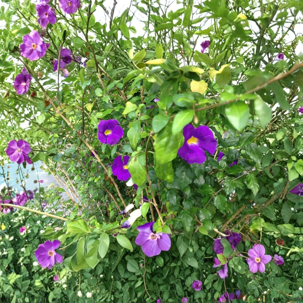 Purple King’s Mantle Live Plant – Thunbergia erecta | Vivid Purple Trumpet Flowers | Tropical Flowering Shrub | Starter Plant
