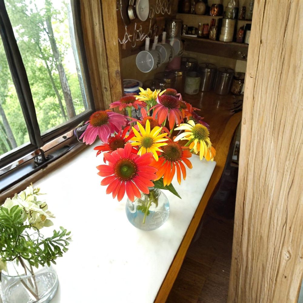 Set of 4 Echinacea 'Cheyenne Spirit' Live Perennial Plug Plants – Mixed Color Coneflowers | Baby Plants | Pollinator Friendly | Easy to Grow