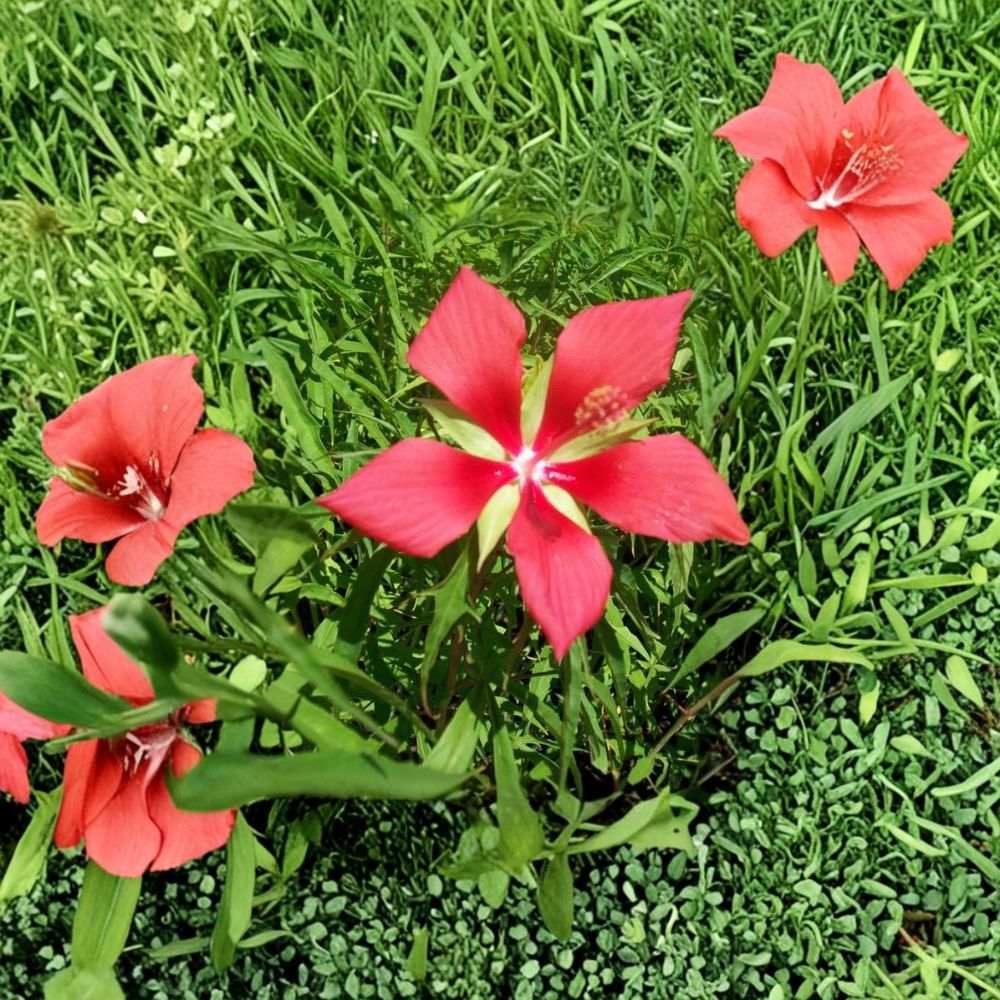 Texas Star Hibiscus – Live Flowering Plant | 1 Gallon Size | Includes Rooted Plant Ready for Planting | Landscape & Garden Friendly | Easy to Grow
