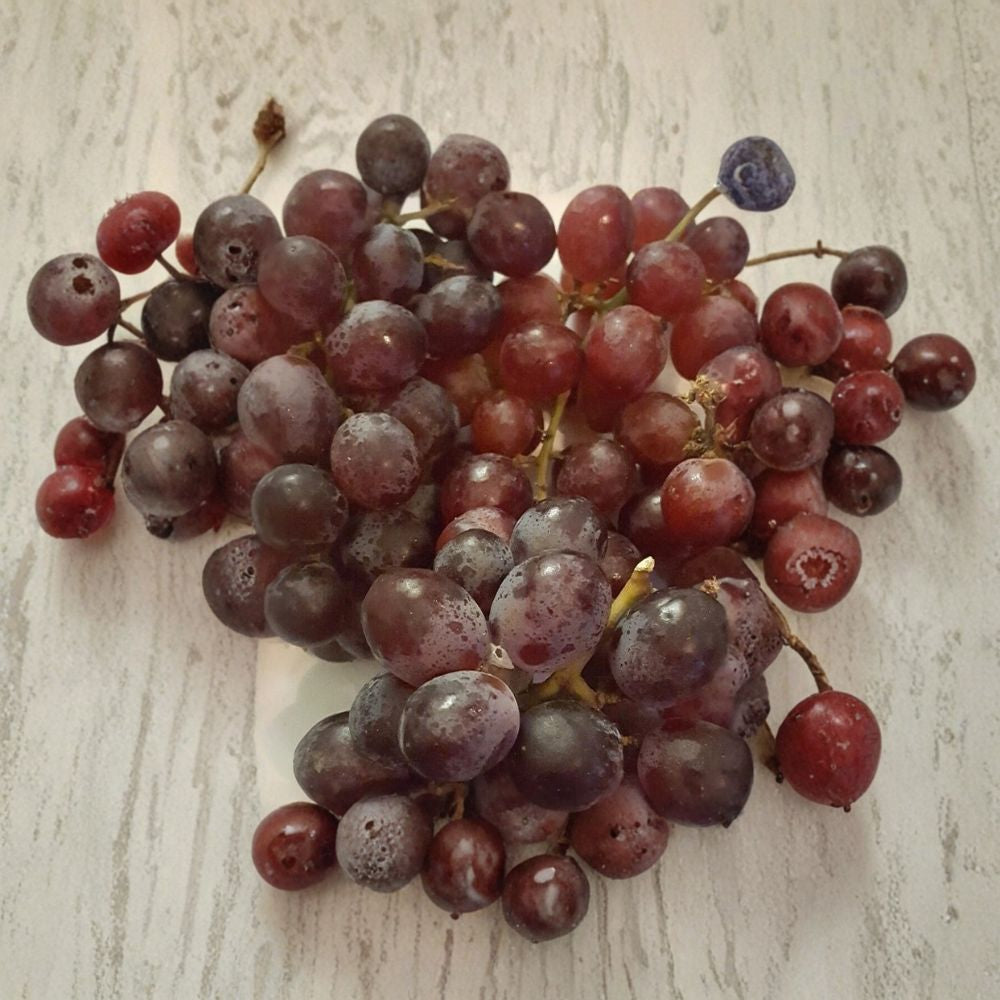 Vanessa Red Seedless Grape Vine – Vitis Live Plant | 2 Gallon Size | Self-Fertile Fruit Vine | Sweet Red Seedless Grapes | Easy to Grow