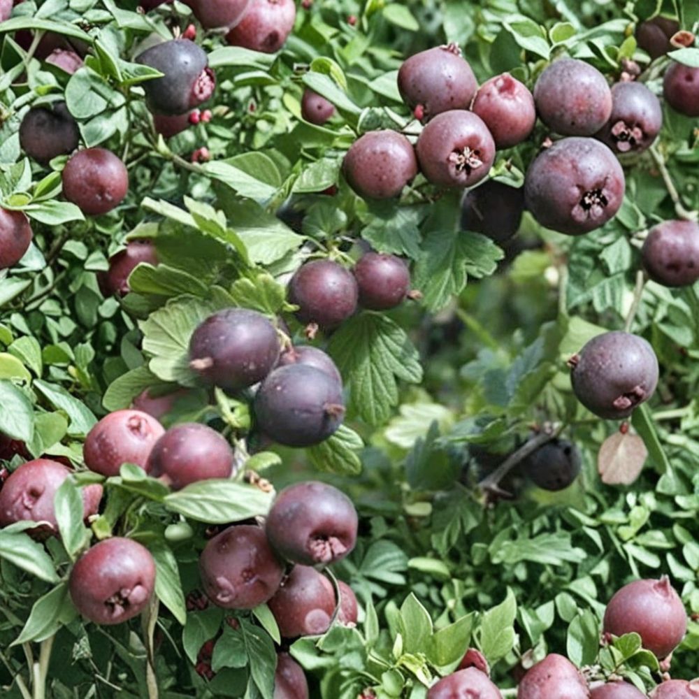 Black Velvet Gooseberry Live Plant | Rooted Starter Plant | Worcesterberry Hybrid | Sweet Berry Shrub | Self-Pollinating | Zones 4–7