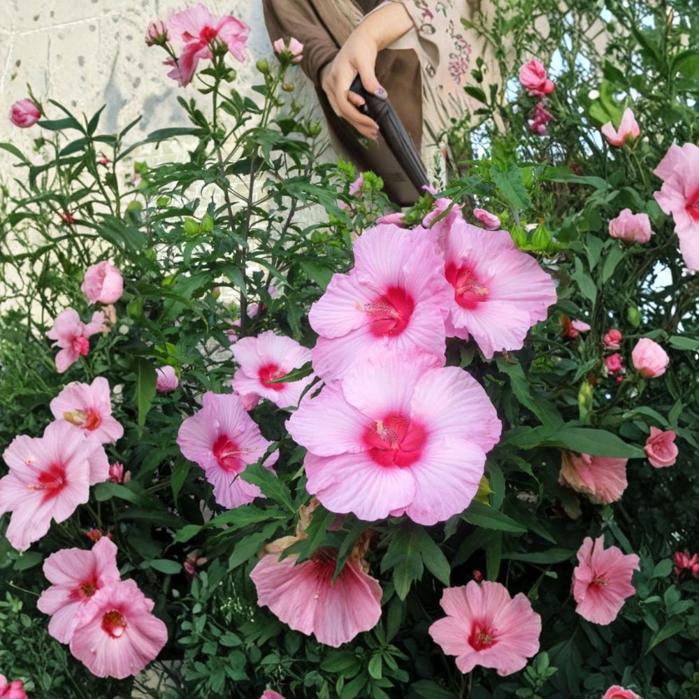 Set of 2 Lady Baltimore Hibiscus Live Plants – Hibiscus moscheutos | 6–12 Inches Tall | Ships Bare Root (No Pot) | Hardy Flowering Perennial | Pollinator Friendly