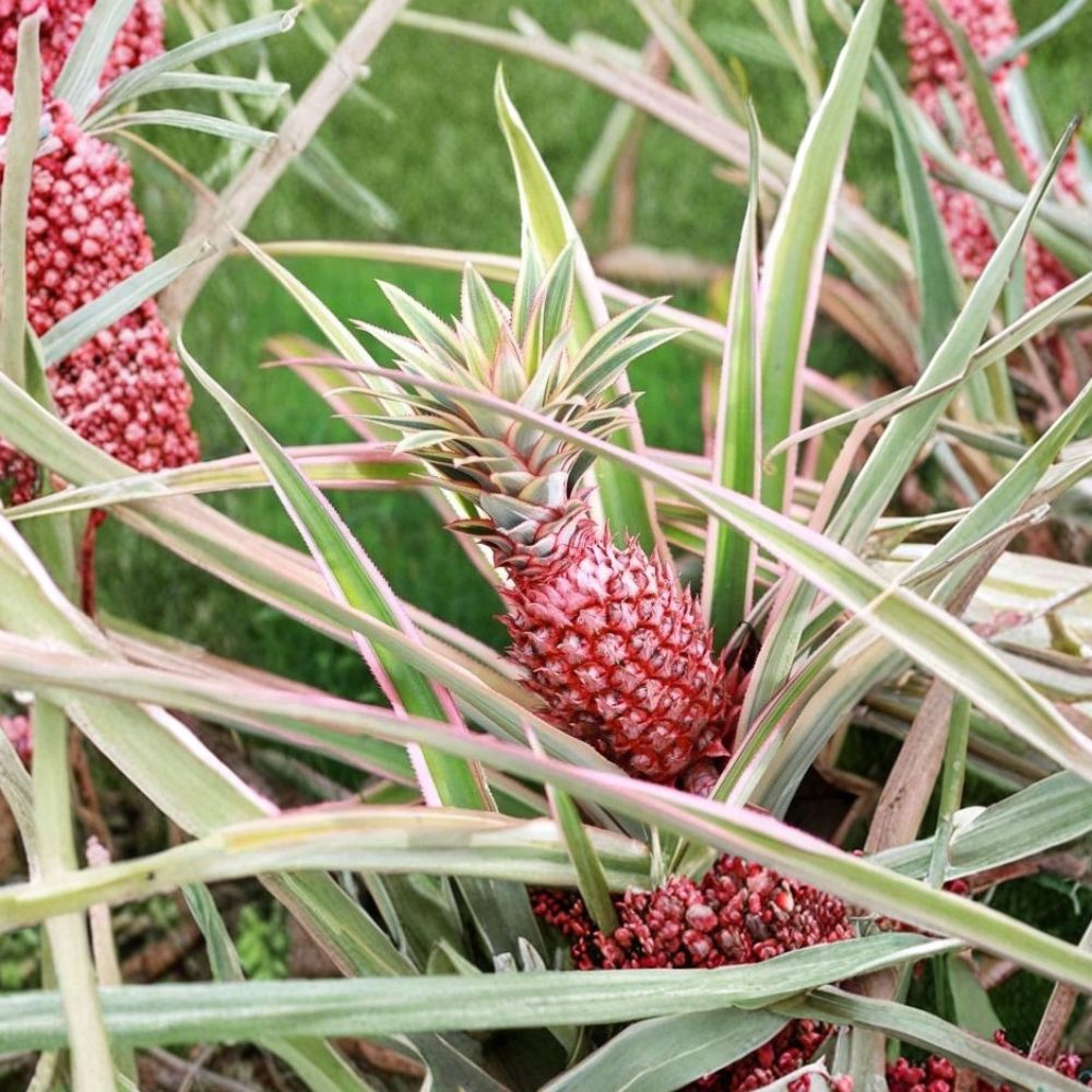 Set of 4 Florida Special Pineapple Live Plants – Ananas comosus | 1–5 Inches Tall | Includes 2 Inch Nursery Pots | Cold-Tolerant Tropical Fruit Plants