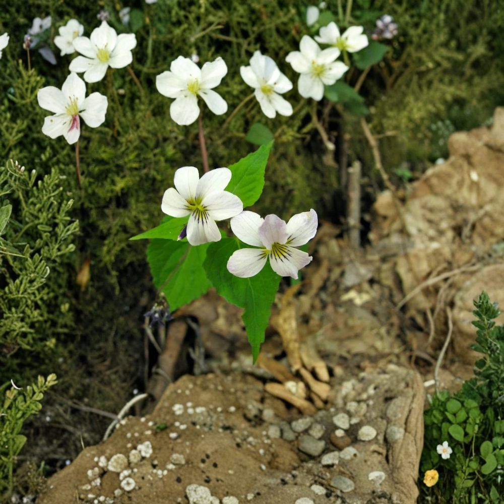 White Violet Live Plant – 3–5 Inches Tall | Includes 4 Inch Nursery Pot | Flowering Houseplant | Indoor Gardening & Gift Ready