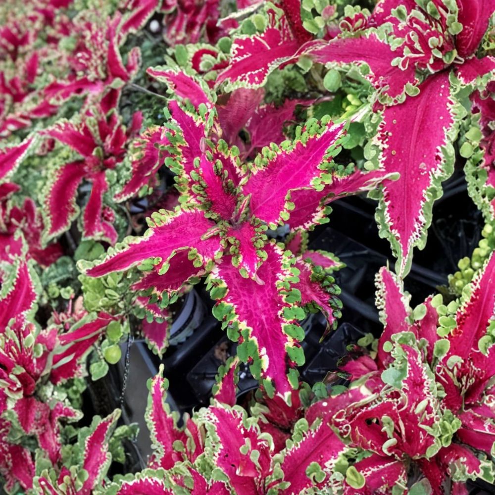 Set of 3 Carnival Coleus Live Plants | 3–5 Inches Tall | No Pot | Vibrant Multicolor Foliage | Shade Garden & Container Friendly