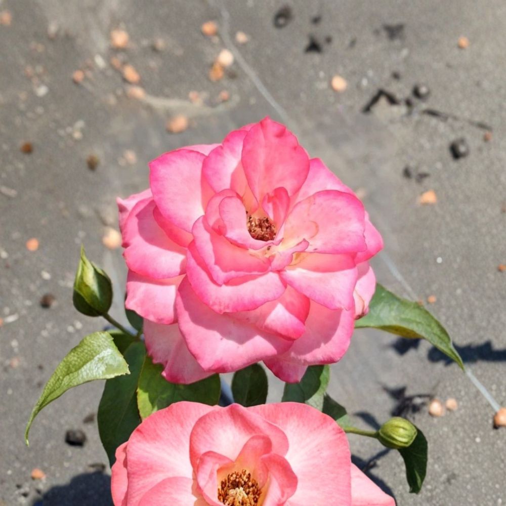 Nichole Everblooming Floribunda Rose – Rosa Live Plant | 5 Gallon Size | White & Pink Blooms | Repeat Flowering Rose Bush | Easy to Grow