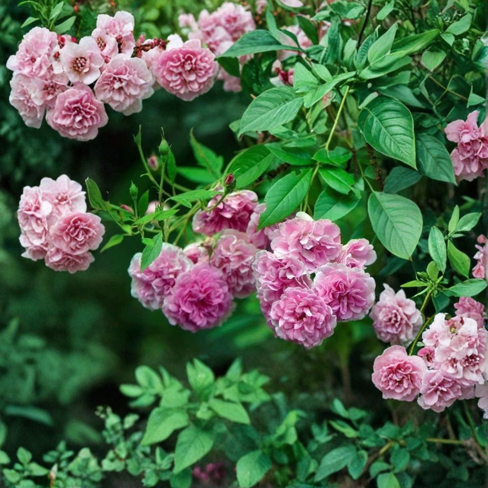 Seven Sisters Climbing Rose Live Plant | 3–6 Inches Tall | Bare Root Starter | Heirloom Pink Rose | Fragrant Climbing Rose