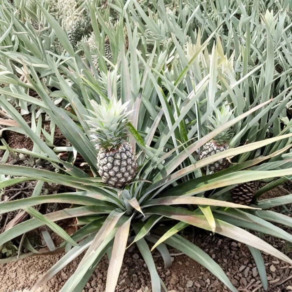 White Jade Pineapple Live Starter Plant – Ananas comosus | Sweet White Fruit | Edible Core | Tropical Fruit Plant