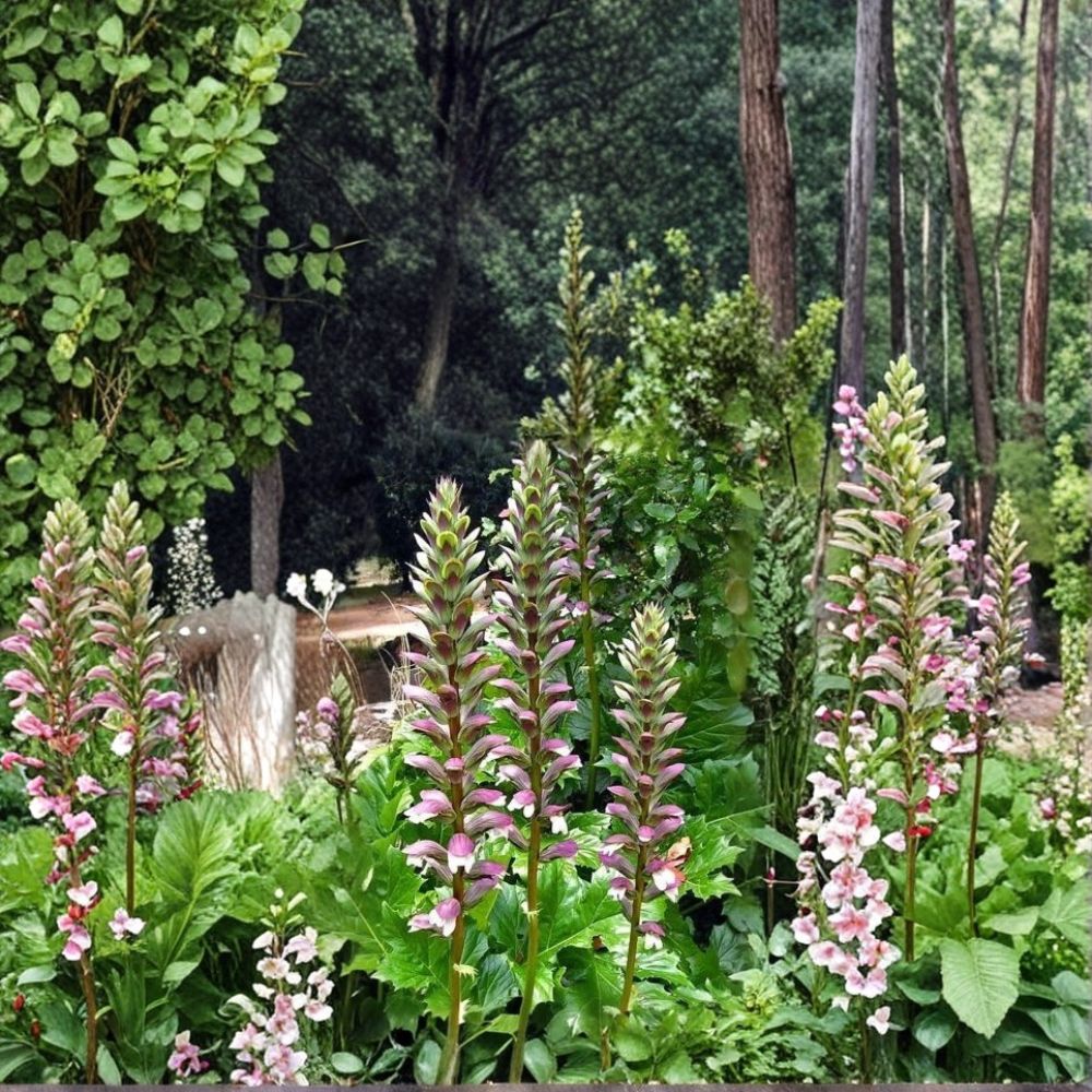 Acanthus Mollis – Bear's Breeches Live Plant | 1 Rooted Plant | Purple & White Flowering Perennial | Shade Garden Favorite