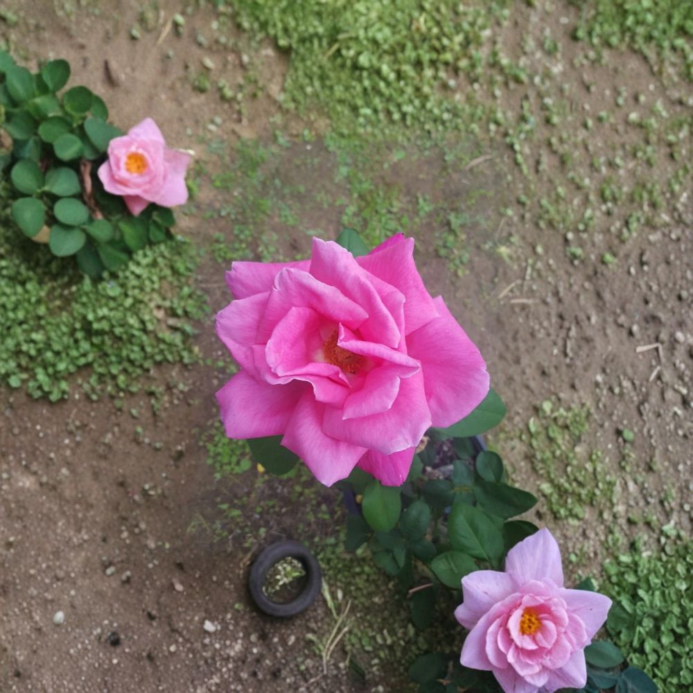 Perfume Delight Hybrid Tea Rose – Rosa Live Plant | 5 Gallon Size | Fragrant Pink Blooms | Classic Garden Rose | Easy to Grow