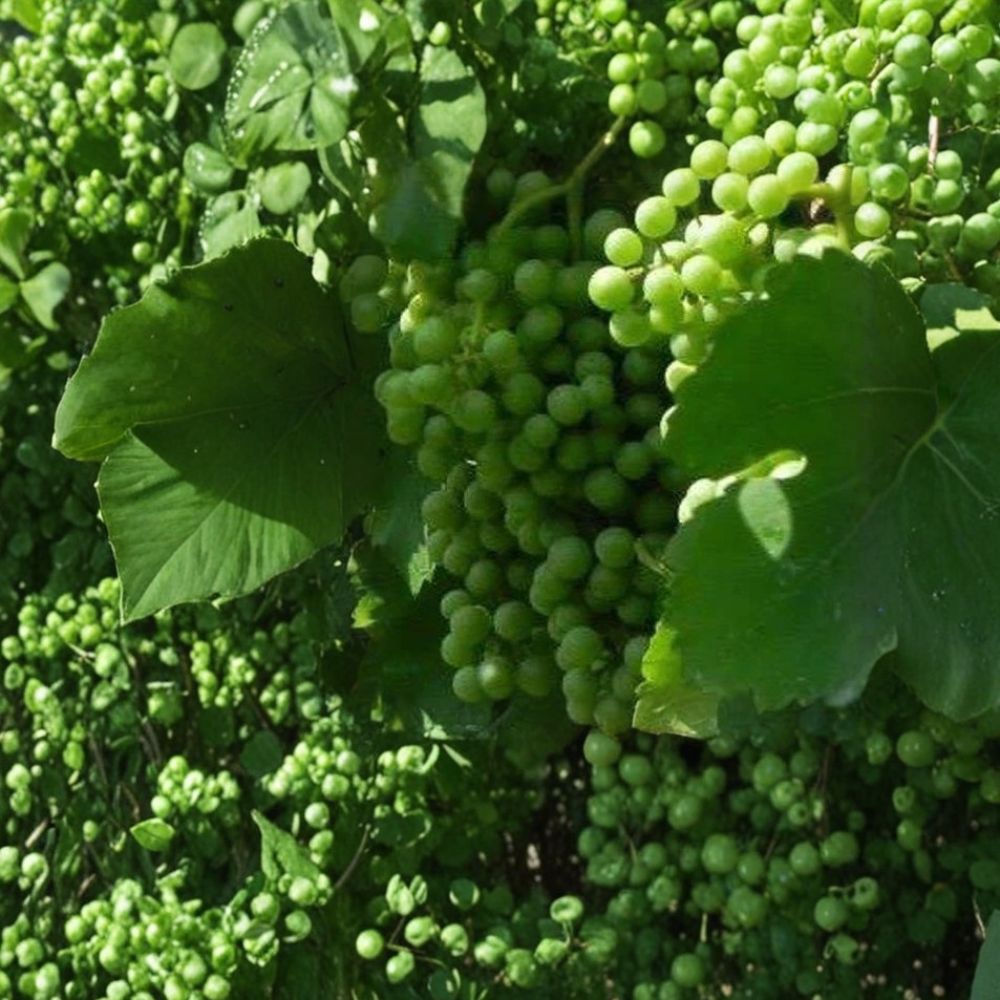 Muscat White Wine Grape Vine – Vitis vinifera Live Plant | 3 Gallon Size | Sweet Golden Grapes | Includes Root Ball | Vineyard & Garden Friendly | Easy to Grow