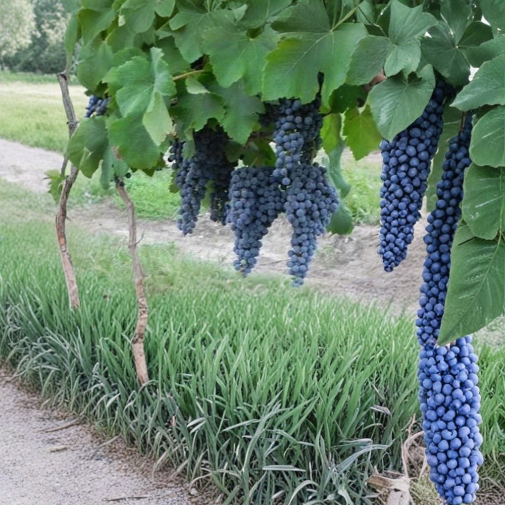 Norton Cynthiana Red Wine Grape Vine – Vitis Live Plant | 4–6 Feet Tall | Self-Fertile Wine Grape | Hardy Vineyard Variety | Easy to Grow