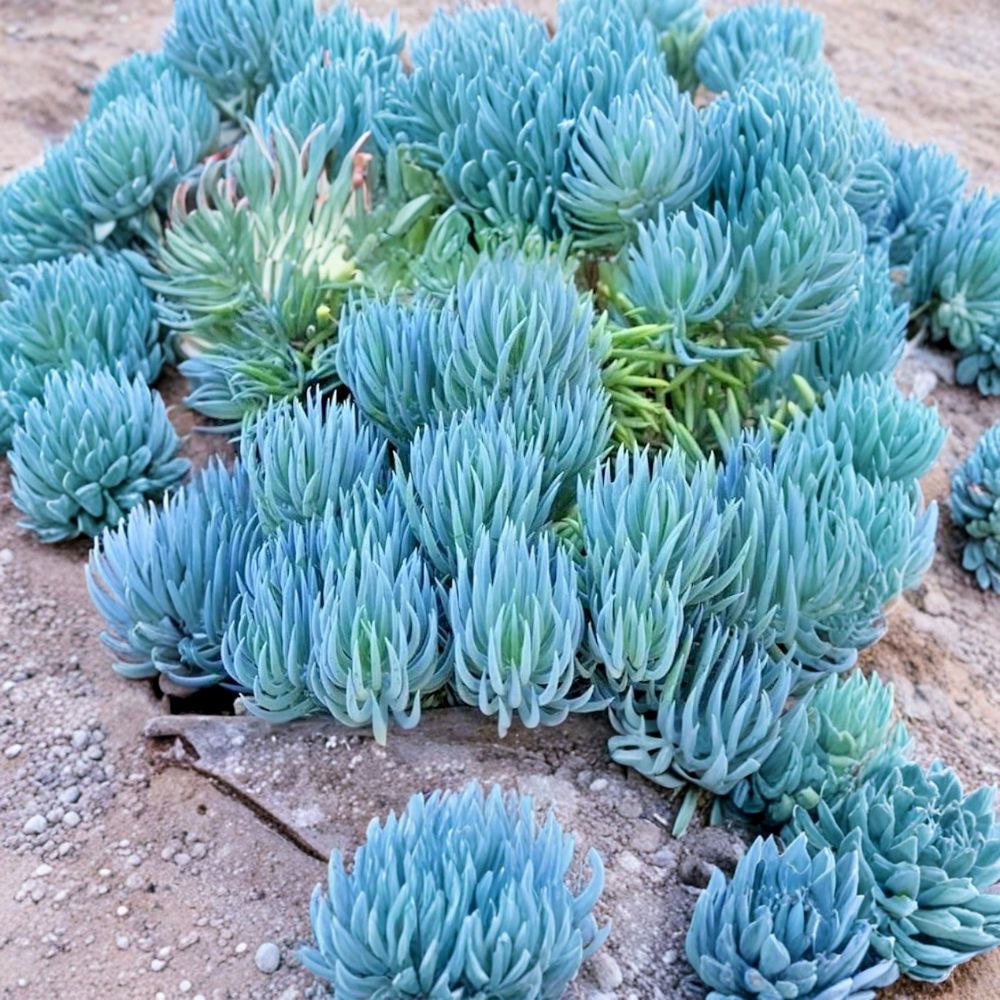 Blue Chalk Sticks – Senecio serpens Live Unrooted Cutting | 4 Inches Long | Rare Blue Succulent | Indoor & Outdoor Plant
