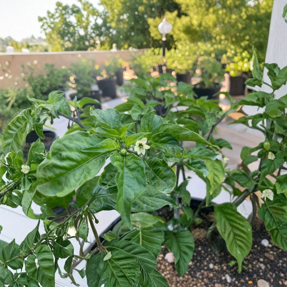 2 Carolina Reaper Live Pepper Plants – Capsicum chinense | 4" Potted Plants | Super Hot Chili Pepper | Container Garden